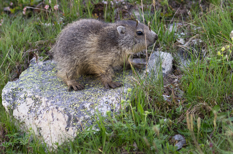 Young Marmot